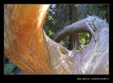 Twin Trunked Coast Redwood, Portmeirion