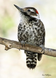 Arizona Woodpecker.jpg