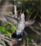 Broad-billed Hummingbird.jpg