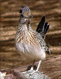 Greater Roadrunner.jpg