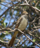 Ash-Throated Flycatcher.jpg