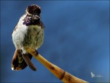 Costas Hummingbird.jpg