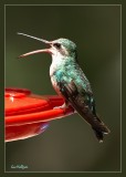 Broad-billed Hummingbird.jpg