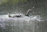 Splish~Splash~Takin a Bath!