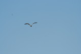 Soaring ~