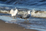 SeaShore Buddies...