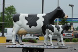 Cows Going for a Ride!