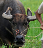 Water Buffalo