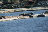 Harbor seals enjoying a sunny summer day