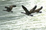 Geese flying over the South Saskatchewan River
