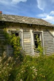 Vine House