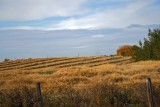 Fall harvest