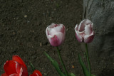 Island Tulips