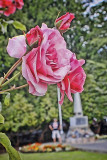 _MG_6558T