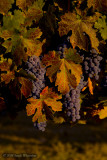 Early Autumn Colors in Napa Valley