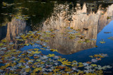 Bright Leaves of Autumn