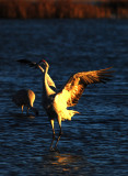 Beautiful Dance