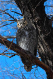 And A Great Horned Owl Too!
