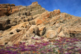 Desert Bloom in Box Canyon