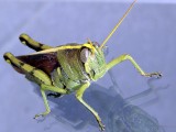 Grasshopper 005.jpg