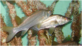 Snook.jpg