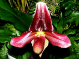 Orchids 2009 020