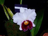 Orchids 2009 033