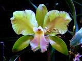 Orchids 2009 050