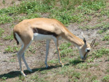 Gazelle