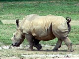White Rhino