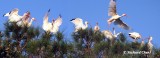 White Ibis