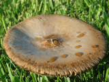 mushrooms 007.jpg