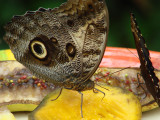 Owl Butterfly