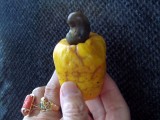 Raw Cashew