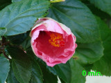 hibiscus  0 min.jpg
