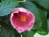 hibiscus  20 min.jpg