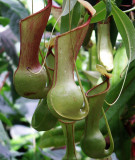  Pitcher Plant.JPG