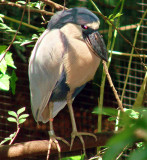 Boat-Billed Heron .jpg