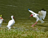 White Ibis 2.jpg