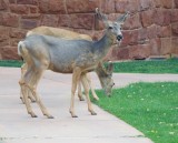 Deer frolic at the Zion lodge