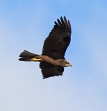 Marsh Harrier (Circus aeruginosus)