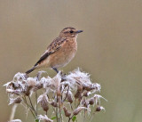 Whinchat (Saxicola rubetra)