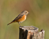 Redstart (Phoenicurus phoenicurus)