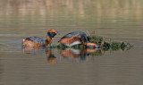 Slavonian Grebe (Podiceps auritus)