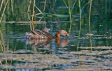 Slavonian Grebe (Podiceps auritus)