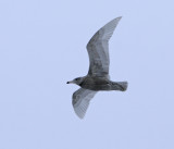 Glaucous Gull (Larus hyperboreus)