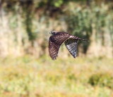 Goshawk (Accipiter gentilis)