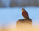 Kestrel (Falco tinnunculus)