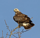 Rough-legged Buzzard (Buteo lagopus)