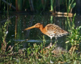 Black-tailed Godwit (Limosa limosa)